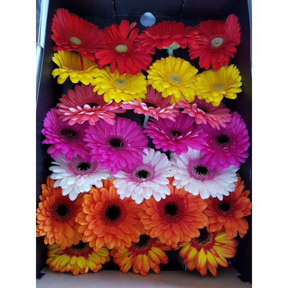 Gerbera Mix Cor Cx.50 Flores