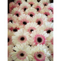 Gerbera Bicolor Cx.50 Flores