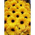 Gerbera Amarela Cx.50 Flores