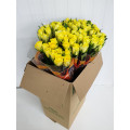 Rosas Amarelas Cx.80 Flores