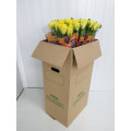 Rosas Amarelas Cx.80 Flores