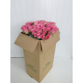 Rosas Rosa Cx.80 Flores