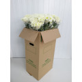 Margaridas Brancas Cx.50 Pés Flores