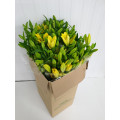 Lillium Amarelo Cx.40 Pés Flores