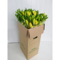 Lillium Amarelo Cx.40 Pés Flores