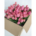 Tulipas Rosa Cx.80 Flores