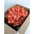 Tulipas Laranja Cx.60 Flores