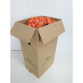 Tulipas Laranja Cx.60 Flores