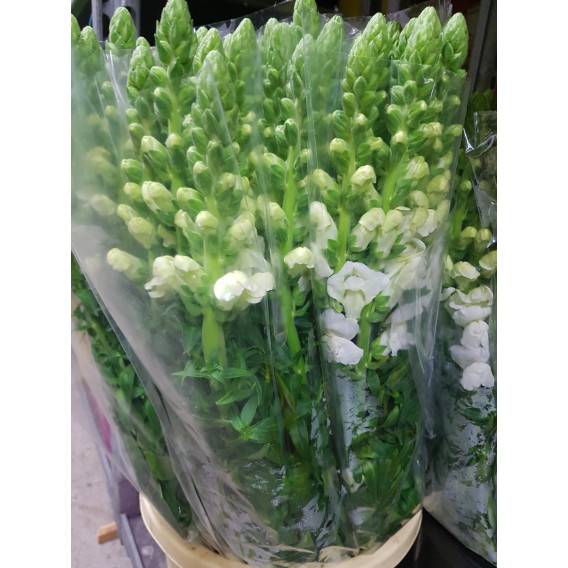 Antirrinium Branco Cx.100 Flores
