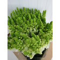Antirrinium Branco Cx.100 Flores