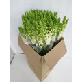 Antirrinium Branco Cx.100 Flores