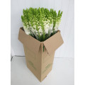 Antirrinium Branco Cx.100 Flores