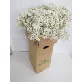Vivaz Cx.75 Pés Flores