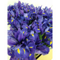 Iris Azul Cx.80 Pés Flores
