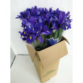 Iris Azul Cx.80 Pés Flores