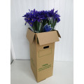 Iris Azul Cx.80 Pés Flores