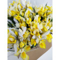 Iris Amarelos Cx.80 Pés Flores