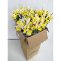 Iris Amarelos Cx.80 Pés Flores