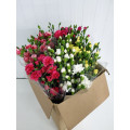Cravinas Mix Cor Cx.100 Pés Flores