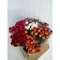 Cravos Mix Cor Cx.200 Flores