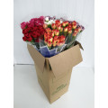 Cravos Mix Cor Cx.200 Flores