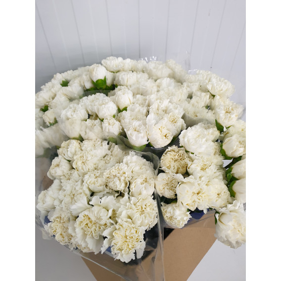 Cravos Branco Cx.200 Flores