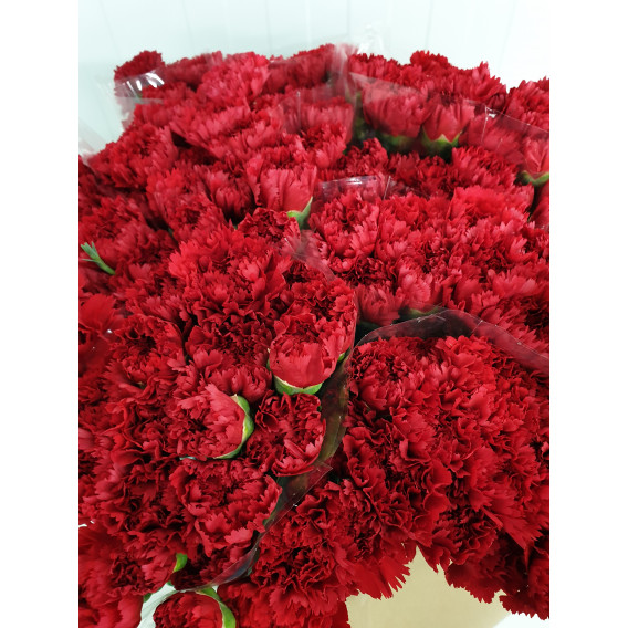 Cravos Vermelhos Cx.200 Flores