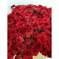 Cravos Vermelhos Cx.200 Flores