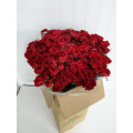 Cravos Vermelhos Cx.200 Flores