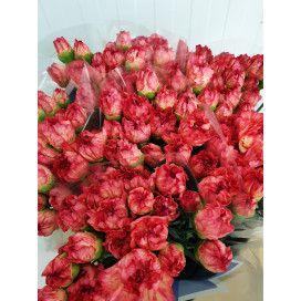 Cravos Laranja Cx.200 Flores