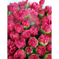 Cravos Rosa Cx.200 Flores