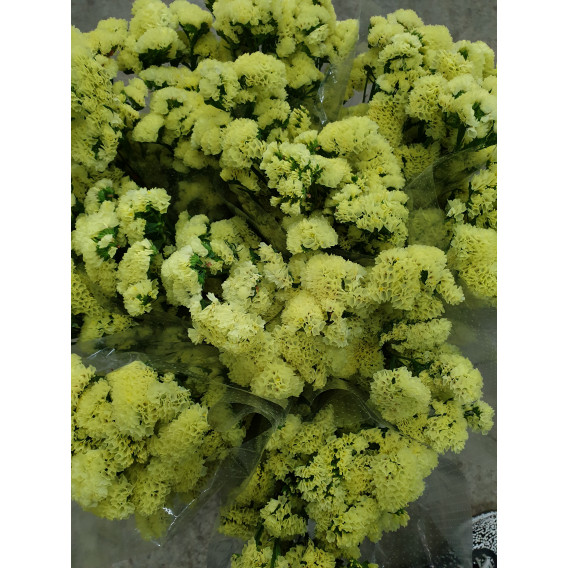 Statice Amarelo Cx.50 Pés Flores