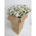 Statice Branco Cx.50 Pés Flores