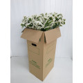 Statice Branco Cx.50 Pés Flores