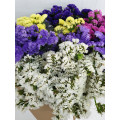 Statice Mix Cor Cx.50 Pés Flores