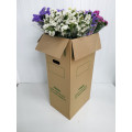 Statice Mix Cor Cx.50 Pés Flores