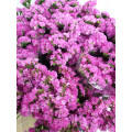 Statice Rosa Cx.50 Pés Flores