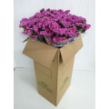 Statice Rosa Cx.50 Pés Flores