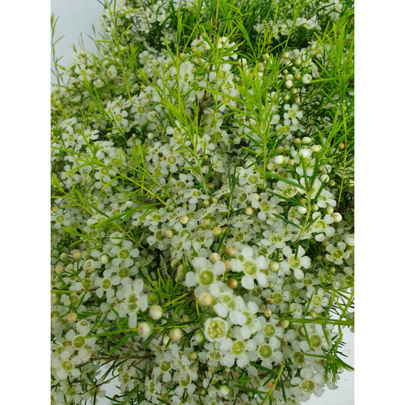Flor de Cera Branca Cx.50 Pés Flores 