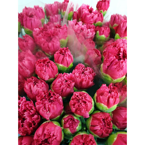 Cravos Rosa Cx.200 Flores