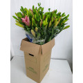 Lillium Rosa Cx.40 Pés Flores
