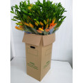 Lillium Laranja Cx.40 Pés Flores