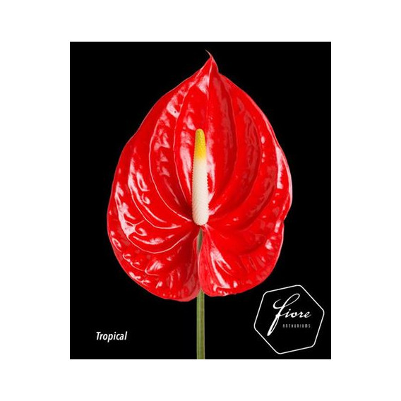 Anturio Vermelho Cx.12 Flores