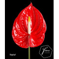 Anturio Vermelho Cx.12 Flores