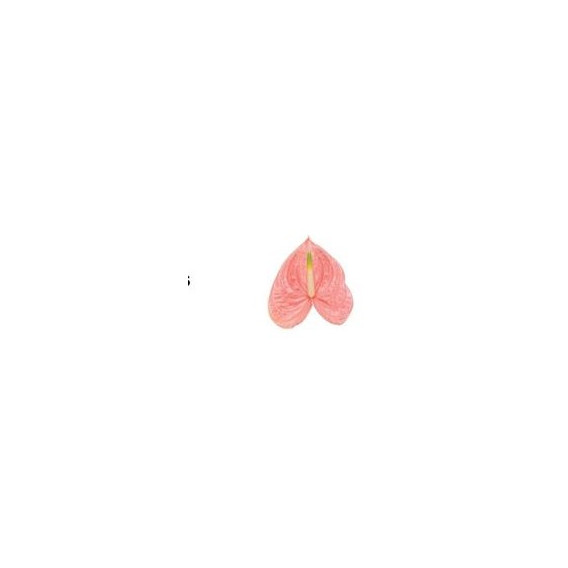 Anturio Rosa Cx.12 Flores
