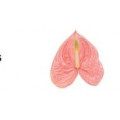Anturio Rosa Cx.12 Flores