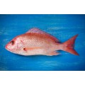Red Fish 300/500G Cx 3Kg Cong Eurochefe