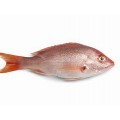 Red Fish 300/500G Cx +/- 6 Kg Cong.