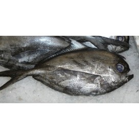 Chaputa S/Cab. Cx+/-6Kg Cong. Eurochefe