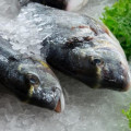 Dourada galega selvagem fresca
